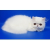 Персидский котенок белого окраса Фелисия